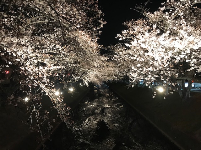 2019年の夜桜の様子です。ライトアップされた桜の花がとても綺麗です。