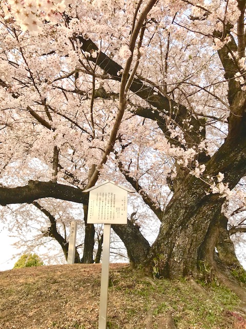 2019年の五条川の桜の様子です。
桜の花の満開の様子です。