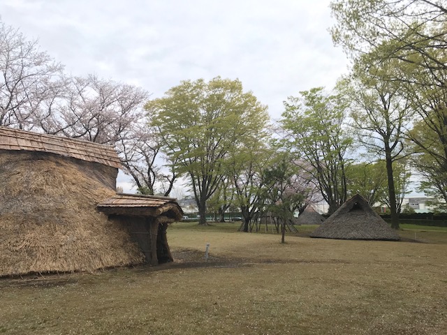２０１９年の炉端遺跡公園（ 竪穴式住居跡 ） の様子です。桜の花は満開が過ぎ、新緑の葉っぱが目立ち始めています。