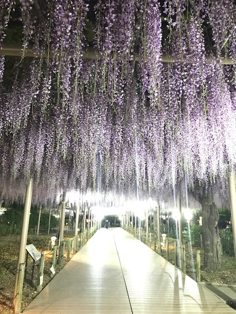 こうなん藤まつり 曼荼羅寺公園 サブ3へのウルトラマラソンbyランナーたかちゃん
