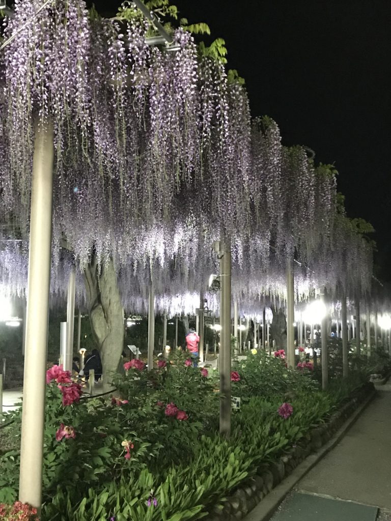 こうなん藤まつり 曼荼羅寺公園 サブ3へのウルトラマラソンbyランナーたかちゃん