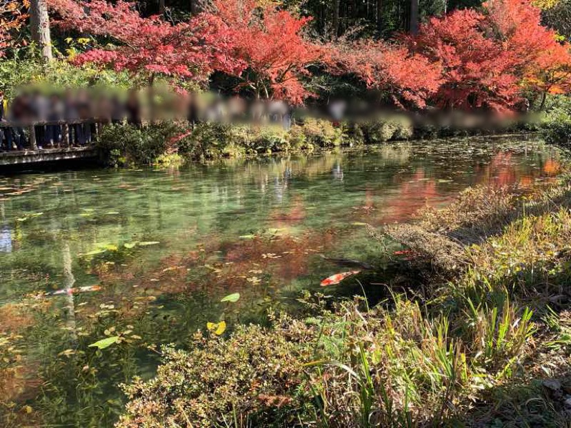 秋のモネの池の写真です。池の水が透き通って池の底まで見えます。恋も泳いでいる様子が分かります。