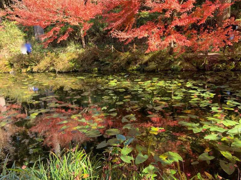 秋のモネの池の写真です。池の水が透き通って池の底まで見えます。紅葉の様子もとても奇麗です。