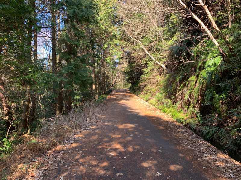 尾張富士の林道(富士線)の様子です。