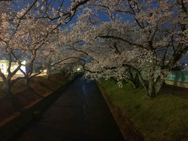 2020年の五条川の桜の様子です。
2020年はライトアップの自粛のため夜桜ランニングも暗闇の中でした。