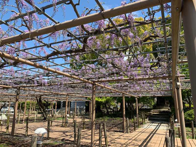 2020年の曼陀羅寺公園の様子です。藤棚の藤はまだ満開には程遠い様子ですが。紫の花がとても綺麗です。