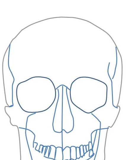 顔面の絵です。尾骨を中心とした顔面の骨の絵を描出しています。