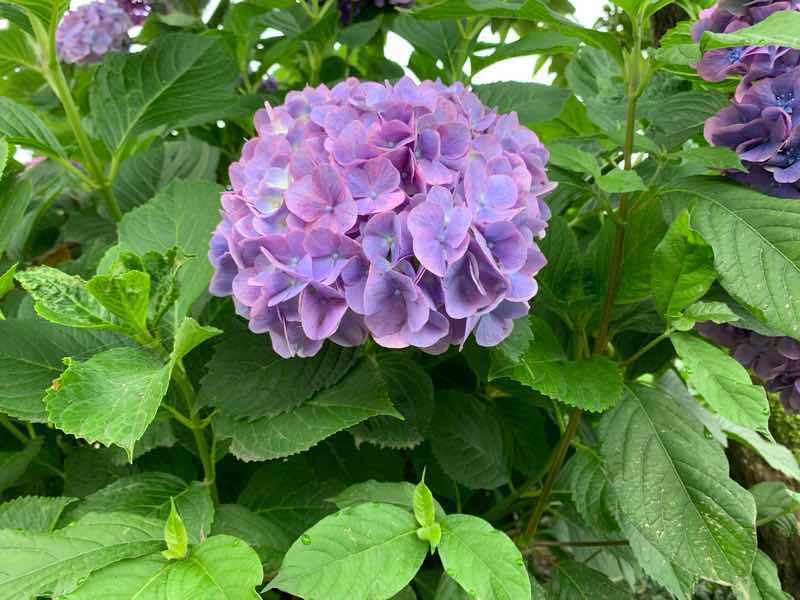 紫陽花の写真です。梅雨の時期に咲く花の代表です。