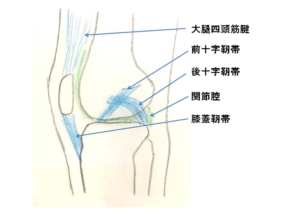 膝関節を横から見たイラストです。大腿四頭筋腱、前十字靭帯、後十字靭帯、膝蓋靭帯、関節腔の位置を示しています。