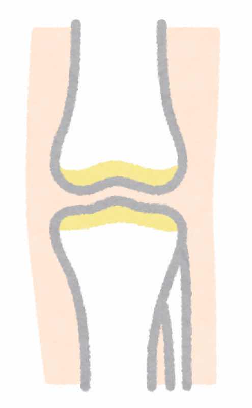 膝のイラストです。大腿骨、脛骨、腓骨を含めた膝関節のイラストです。