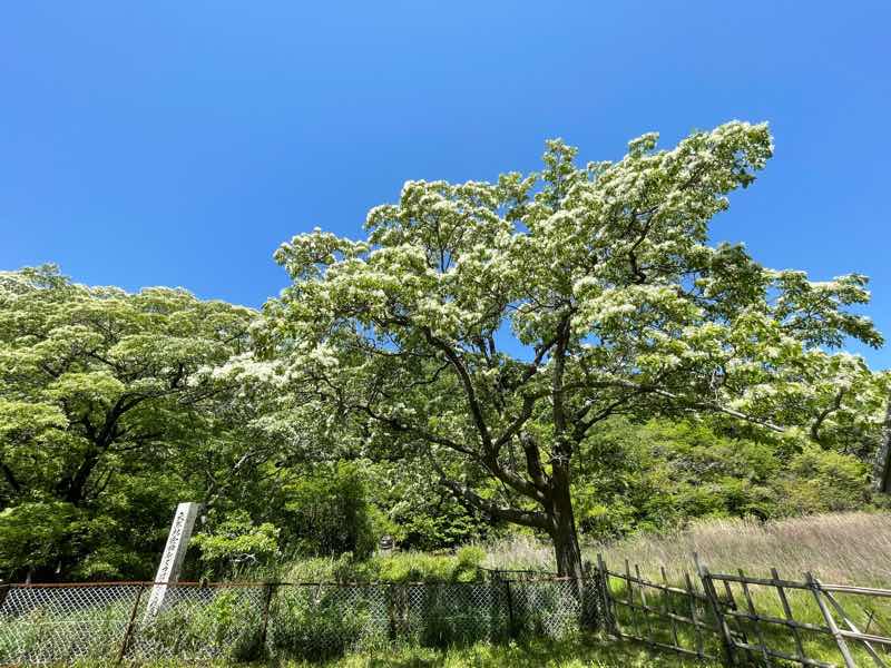 ヒトツバタゴ自生地の様子の写真です。白い花が満開に咲いている様子です。