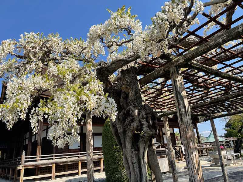 こうなん藤祭り会場の曼陀羅時で咲いた白カピタン藤の写真です。柔らかな白色と緑の葉のコントラストがきれいです。