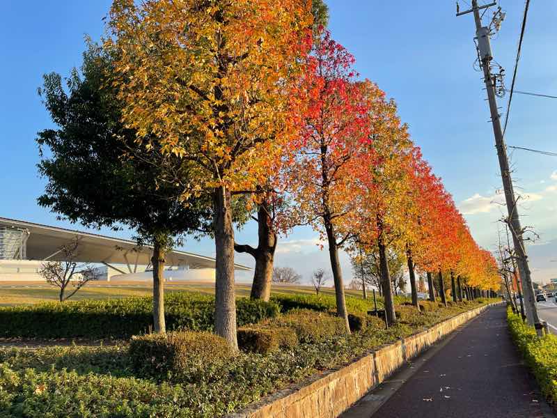  パークアリーナ小牧の西側にある道路沿いの木々の様子の写真です。木々が赤、黄色にキレイに紅葉しています。