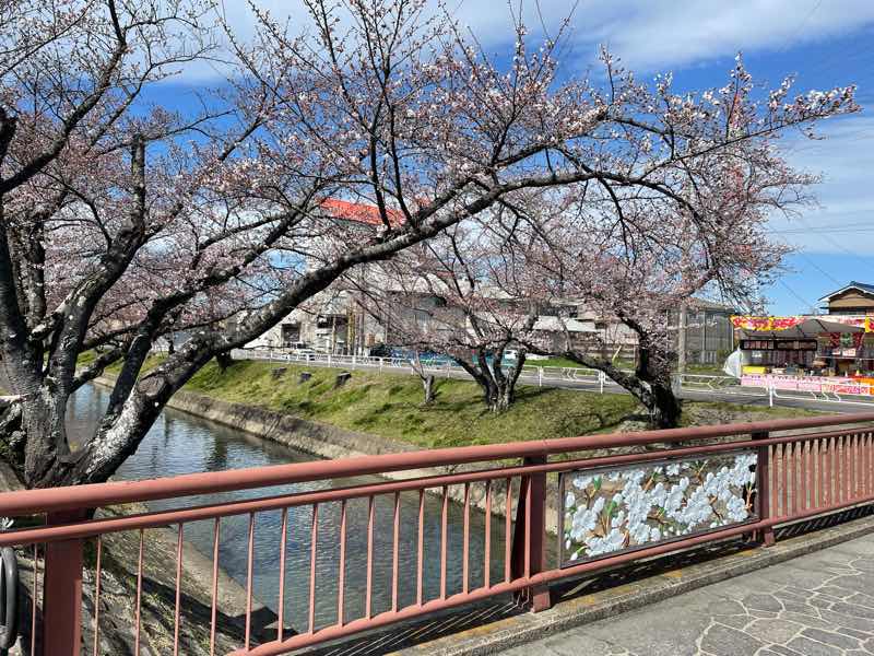 2022年の五条川の桜の様子です。桜の花は３分咲き位です。