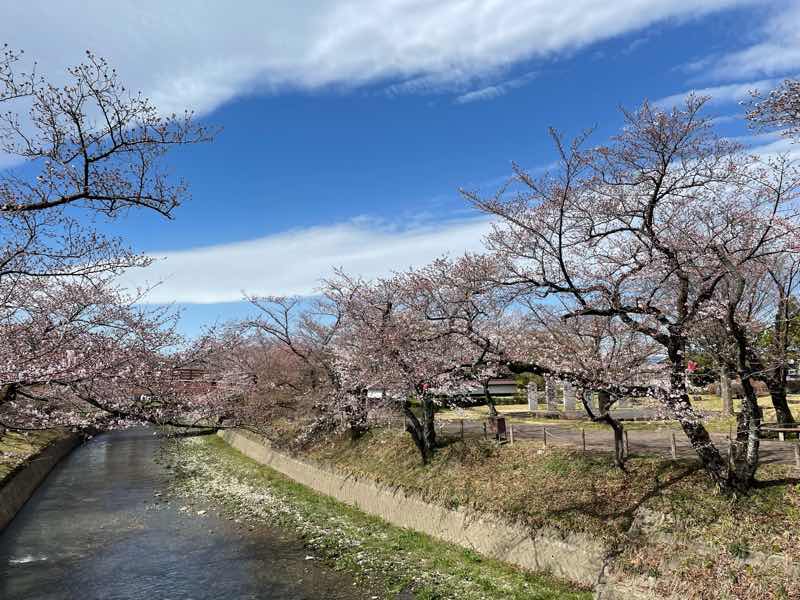 2022年の五条川の桜の様子です。桜の花は３分咲き位です。