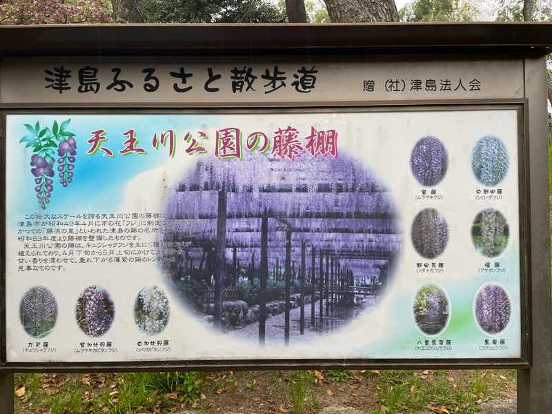 毎年4月下旬から5月上旬にかけて愛知県津島市の天王川公園で開催される尾張津島藤まつりの案内看板です。