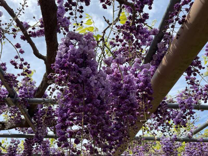 こうなん藤祭り会場の曼陀羅時で咲いた八重黒龍藤の写真です。鮮やかで濃い紫色と青空のコントラストがきれいです。