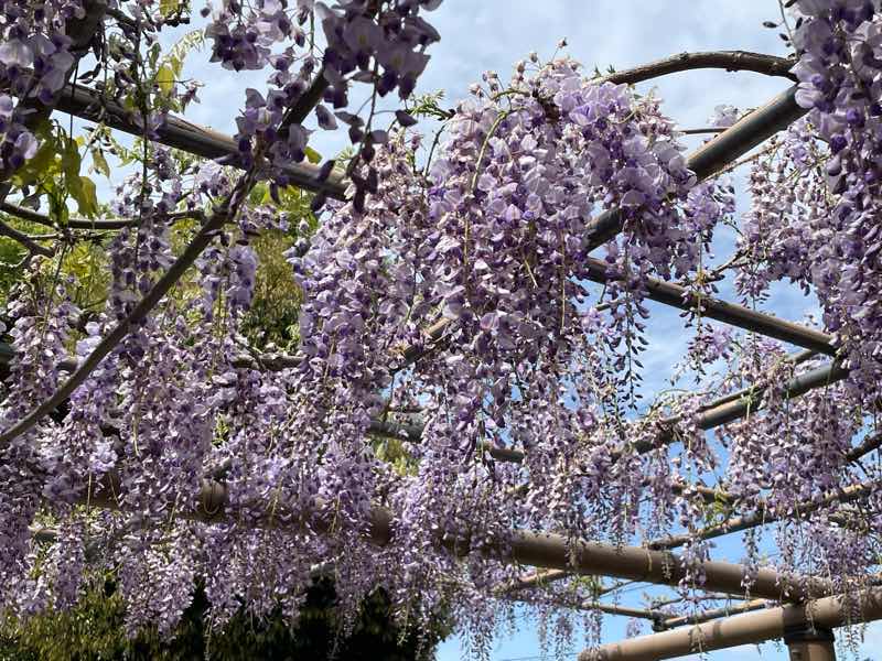 こうなん藤祭り会場の曼陀羅時で咲いた長崎一歳藤の写真です。柔らかな紫色と青空のコントラストがきれいです。