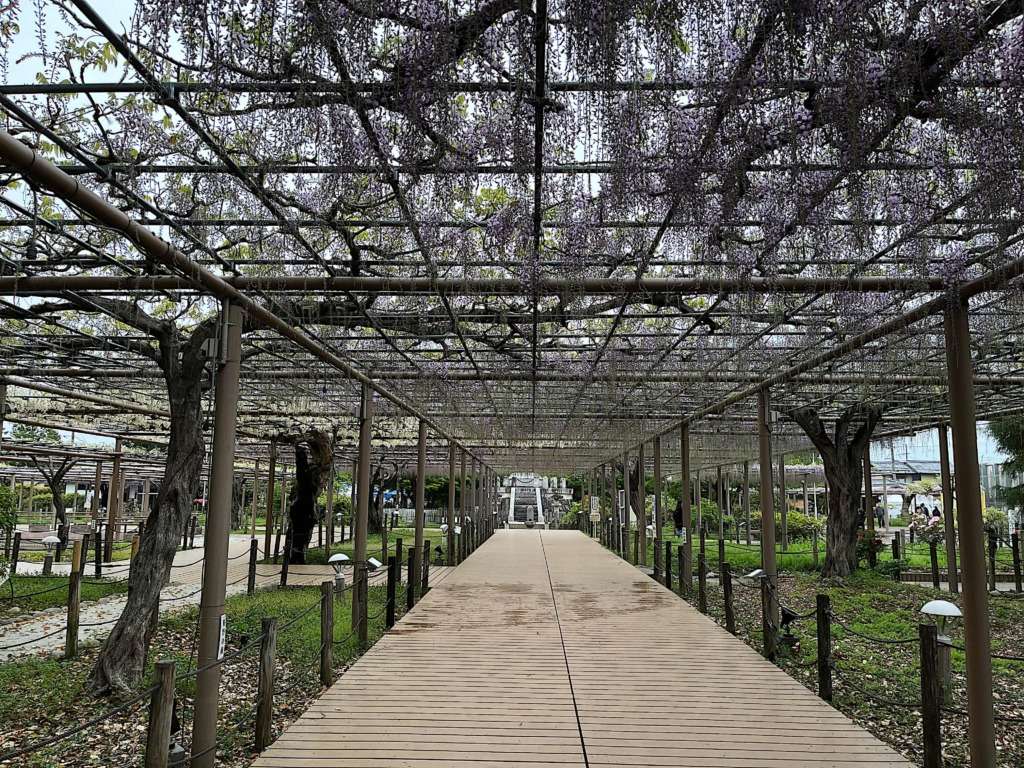 2025の江南市の曼陀羅寺公園の藤の花の様子です。こうなん藤まつりの藤の花の様子です。