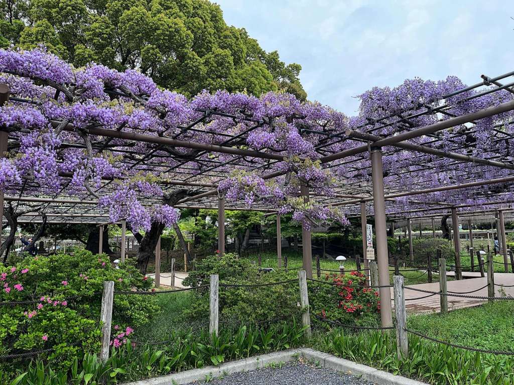 2025の江南市の曼陀羅寺公園の藤の花の様子です。こうなん藤まつりの藤の花の様子です。紫かぴたんは満開で、鮮やかな藤の花が咲いています。