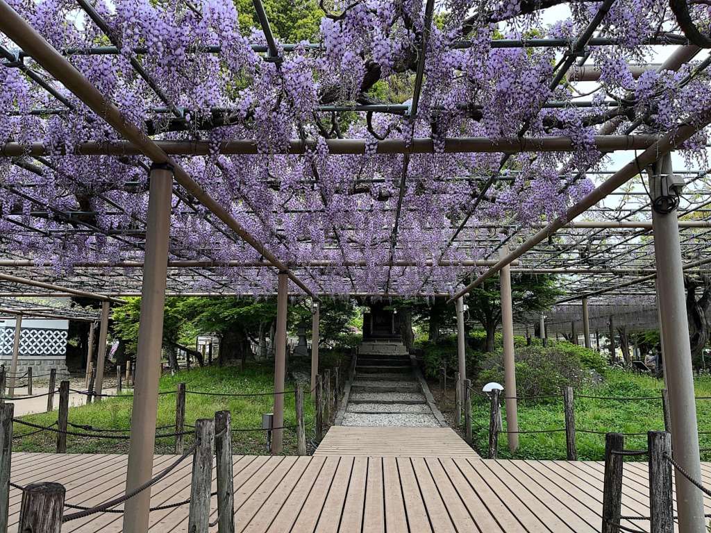 2025の江南市の曼陀羅寺公園の藤の花の様子です。こうなん藤まつりの藤の花の様子です。