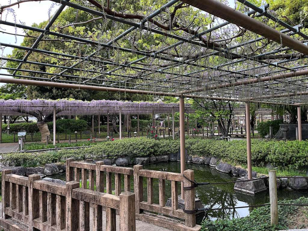 2025の江南市の曼陀羅寺公園の藤の花の様子です。こうなん藤まつりの藤の花の様子です。