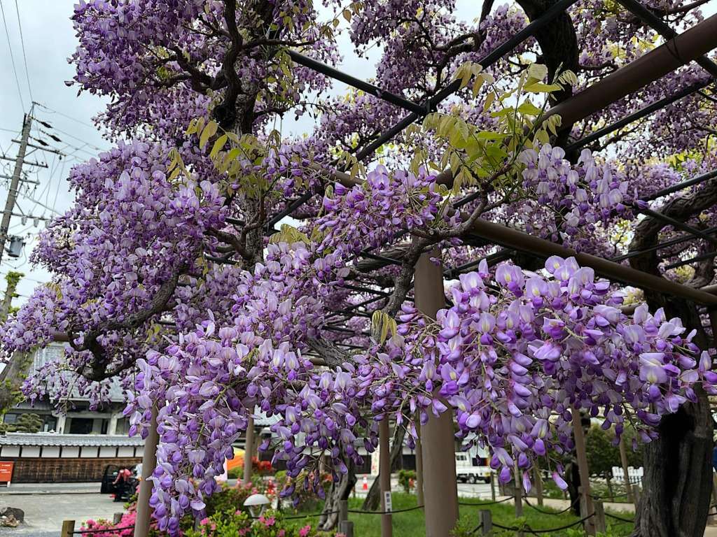 江南藤祭り会場の曼陀羅時で咲いた紫カピタン藤の写真です。晴れた青空に紫色のカピタン藤の花が浮かび上がっています。