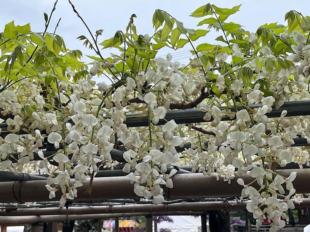 こうなん藤祭りの会場である曼陀羅時の昼の藤棚の様子です。白色の藤の花が鮮やかに咲いています。こうなん藤祭りの早い時期に満開になります。